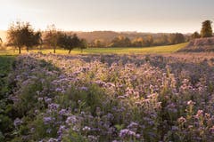 Ein Traum in lila (Phacelia), aufgenommen in Ettiswil beim Hostrisfeld (Bild: Priska Ziswiler-Heller)