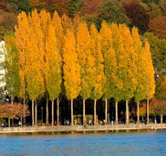 Wenn die Abendsonne die Blätter goldig färbt. Europaplatz mit Blick Richtung Carl Spitteler Quai. (Bild: Walter Buholzer)