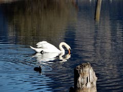 "Wie schön, da schenkt mir doch tatsächlich dieser Schwan sein Herz"! Fotografiert auf der Wanderung von Flüelen nach Bauen. (Bild: Margrith Imhof-Röthlin)