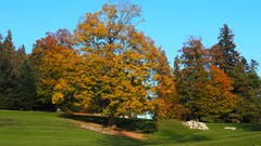 Der letzte Herbsttag in seiner vollen Pracht und Schönheit. (Bild: Franz Stalder)