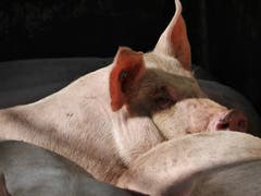 Bei diesem Blick kommt mir gerade Georges Orwells Animal Farm in den Sinn. (Bild: Barbara Küng)