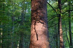 Der Schatten eines abgebrochenen Astes zaubert ein Tattoo auf diesen Baumstamm. (Bild: Hansjürg Oesch)