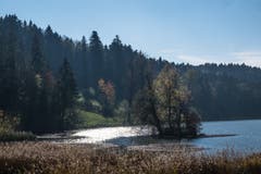 Licht und Schatten am Wenigerweiher. (Bild: Franz Häusler)