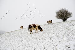 Kühe suchen auf einer verschneiten Wiese im Jura nach letzten grünen Grashalmen. (Bild: Jean-Christophe Bott/Keystone (Charbonniers, 28. Oktober 2018))