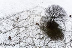 Kühe bei der Futtersuche in Maienfeld. (Bild: Gian Ehrenzeller/Keystone (28. Oktober 2018)