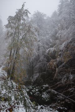 Winterstimmung im Brüeltobel. (Bild: Franz Häusler)