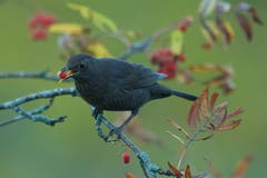 Amsel in den Vogelbeeren. (Bild: Hans Aeschlimann)