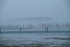 Ein Entenschwarm im Regen im Ermatingerbecken. (Bild: Fritz Sigg)