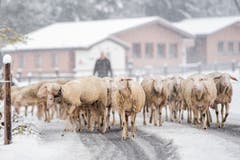 Schafe auf einer verschneiten Strasse bei Grindelwald. (Bild: Anthony Anex/Keystone (28. Oktober 2018)