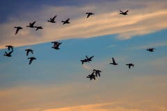 Ein Kolbenentenschwarm am Morgenhimmel bei Arbon. (Bild: Fritz Sigg)