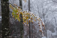 Mit weissen Hauben beladene Herbstblätter. (Bild: Franz Häusler)