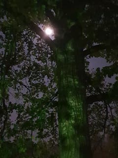 In der Nacht wenn der Mond wacht. (Bild: Reto Schlegel)