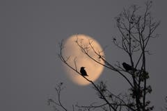 Halloween... (Bild: Edgar Huber)