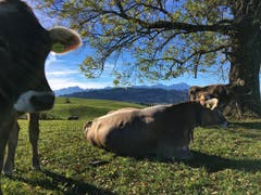 Die letzten Sonnenstrahlen geniessen, bevor der Schnee kommt. (Bild: Toni Sieber)