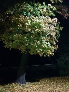In der Nacht in Sitterdorf: von der Stassenlampe erleuchtet. (Bild: Reto Schlegel)