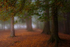 Gespenstisch, der herbstliche Buchenwald in Rotmonten (Bild: Franziska Hörler)