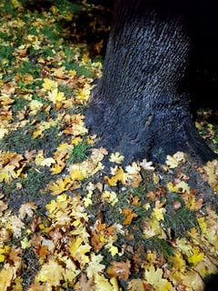 Das Laub ist am Fusse des Ahorns gelandet (Bild: Reto Schlegel)ld