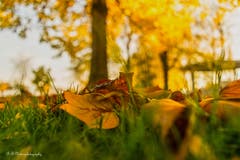 Im Jakob Zuellig Park in Arbon: Der schöne Herbst aus der Käferperspektive. (Bild: Regina Rosin)