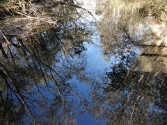 «Mein bester Freund ist und bleibt mein Spiegel, er hat noch nie gelacht als ich geweint habe.» Ja, auch diese Bäume im Reussdelta in Flüelen widerspiegeln sich so wunderschön, wie sie tatsächlich sind. (Bild: Margrith Imhof-Röthlin (Flüelen, 29. Oktober 2018))