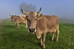 Toni Odermatts Kühe inmitten der Nebelgrenze. (Bild: Alfred Herzog (Willisau, 26. Oktober 2018))