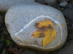 Das herbstliche Ahornblatt hat scheinbar beim Herunterfallen seine letzte umrandete Ruhestätte gefunden. (Bild: Josef Lustenberger (Wolhusen, 2. Oktober 2018))