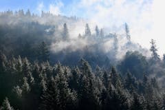 Eine mystische Mischung aus etwas Schnee, Sonne und Nebelschwaden im Murgtal. (Bild: Klaus Stadler)