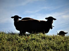 Könnte es sein, dass diese zwei da oben wie Pech und Schwefel zusammen gehören? Aufgenommen im Gebiet Bürgenstock. (Bild: Margrith Imhof-Röthlin, 30. Oktober 2018)