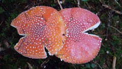 Farbige Zwillingspilze im Gerligenwald in Ballwil. (Bild: Willy Birrer, 29. Oktober 2018)