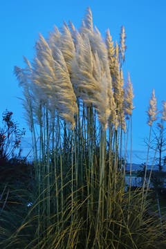 Pampas-Gras im Winde, in Rickenbach. (Bild: Josef Habermacher, 31. Oktober 2018)