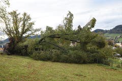 Der Baum beim Altersheim «Dreilinde» in Herisau ist umgestürzt. (Bild: Jesko Calderara)