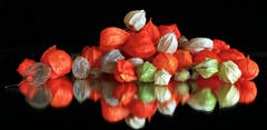 Stilleben mit verschiedenen Physailis Kelchen. (Bild: André Egli, 30. Oktober 2018)