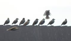 Die Staren sammeln sich in Trogen und ziehen bald in Richtung Süden. (Bild: Hans Aeschlimann)