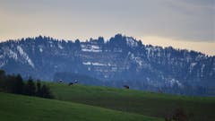 Die letzten Weidgänge im Napfgebiet, Luzerner Hinterland. (Bild: Alfred Herzog, 31. Oktober 2018)