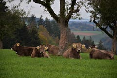 Mittagsschlaf im Luzerner Hinterland. (Bild: Alfred Herzog, Willisau, 31. Oktober 2018)