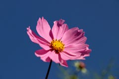 Die Cosmea ist eine anspruchslose Sommerblume und blüht bis weit in den Herbst hinein. (Bild: Xaver Husmann (Rain, 4. Oktober 2018))