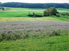 Phacelia Bodenverbesserer, oder Bienenweide genannt, in lila. (Bild: Josef Habermacher (Rickenbach, 4. Oktober 2018))