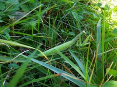 Die Europäische Gottesanbeterin ist im Gras als Tarnungskünstlerin nur schwer zu erkennen. Dank der sommerlichen Wärme ist sie selbst im Herbst noch aktiv und lauert auf Beute. (Bild: Gabi Ulrich (Bleniotal Tessin, 27. September 2018))