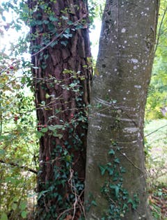 Die bereits geackerten Felder zeigen die dunkle Erde, Gunzwiler Moos. (Bild: Josef Habermacher (Gunzwil, 4. Oktober 2018))