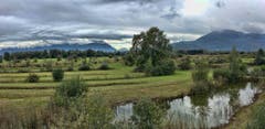 Die Rietlandschaft in Altstätten. (Bild: Toni Sieber)