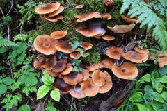 Eine Pilzansammlung im Wald in Mogelsberg. (Bild: Hansjürg Oesch)