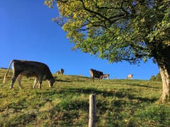 Die angenehme Herbstsonne scheint in Rüthi. (Bild: Toni Sieber)