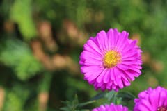 Herbstastern in voller Blüte. (Bild: Xaver Husmann (Rain, 6. Oktober 2018))