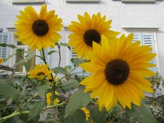 Einfach schön: Sonnenblumen in Gossau. (Bild: Claudine Germann)