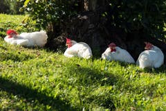 Einfach mal ausruhen...glückliche Hühner beim Sonnenbad in St.Gallen-Notkersegg. (Bild: Andrea Pohle)