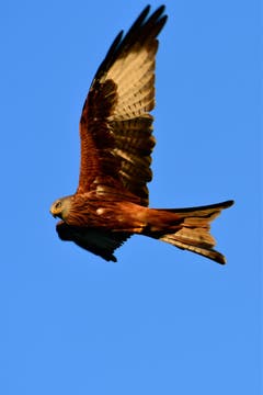 Roter Milan auf Beutesuche in Goldach. (Bild: Rolf Heinzmann)