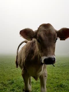 Aus dem Nebel galoppiert, aufgenommen in Zihlschlacht. (Bild: Reto Schlegel)
