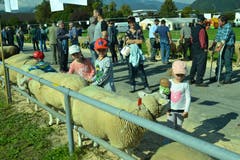 Der Kontakt mit Schafen ist für die Kinder immer ein unvergessliches Erlebnis. (Bild: Paul Küchler (Oberdorf, 7. Oktober 2018))