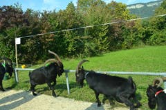Bei den Ziegenböcken der Rasse Nera Verzasca geht es hart zu und her. (Bild: Paul Küchler (Oberdorf, 7. Oktober 2018))