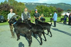 Ziegenböcke der Rasse Nera Verzasca. (Bild: Paul Küchler (Oberdorf, 7. Oktober 2018))