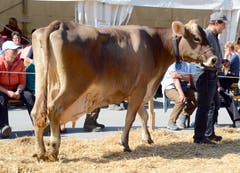 An der Viehschau vom Sonntag zeigte Landwirt Andreas Guntli, Stögg, dem Publikum auch seine Kuh Donna mit der höchsten Lebensleistung in der Region. Mit 147 845 Kilo Milch steht das 17-jährige Tier sogar an zweiter Stelle im Kanton St. Gallen.